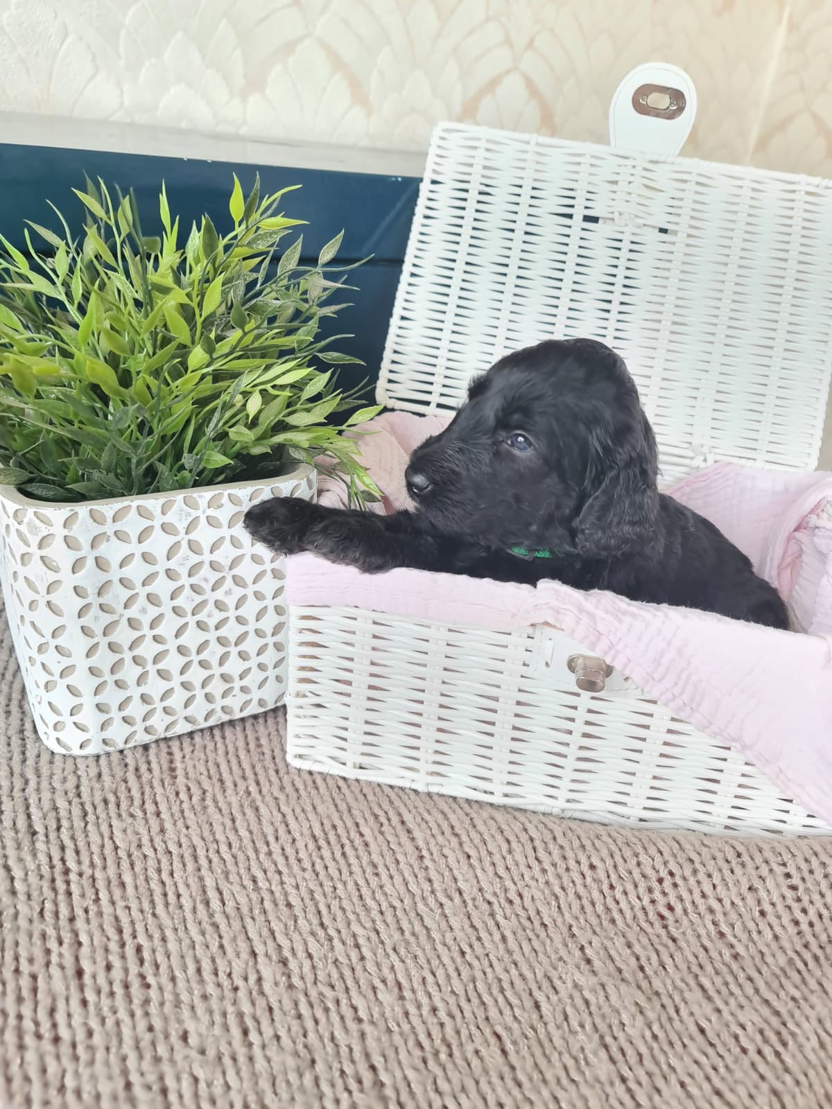 FLOODLE šuniukai labai aukšto lygio vada 4Pets безплатни обяви
